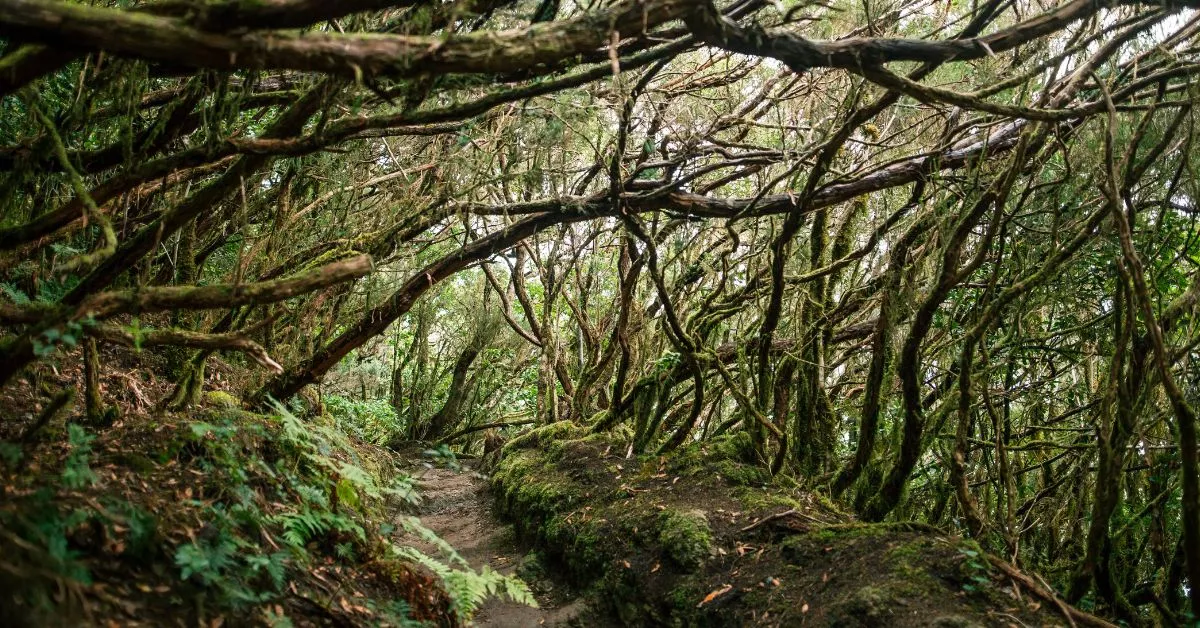 Bosque de laurisilva |CANVA