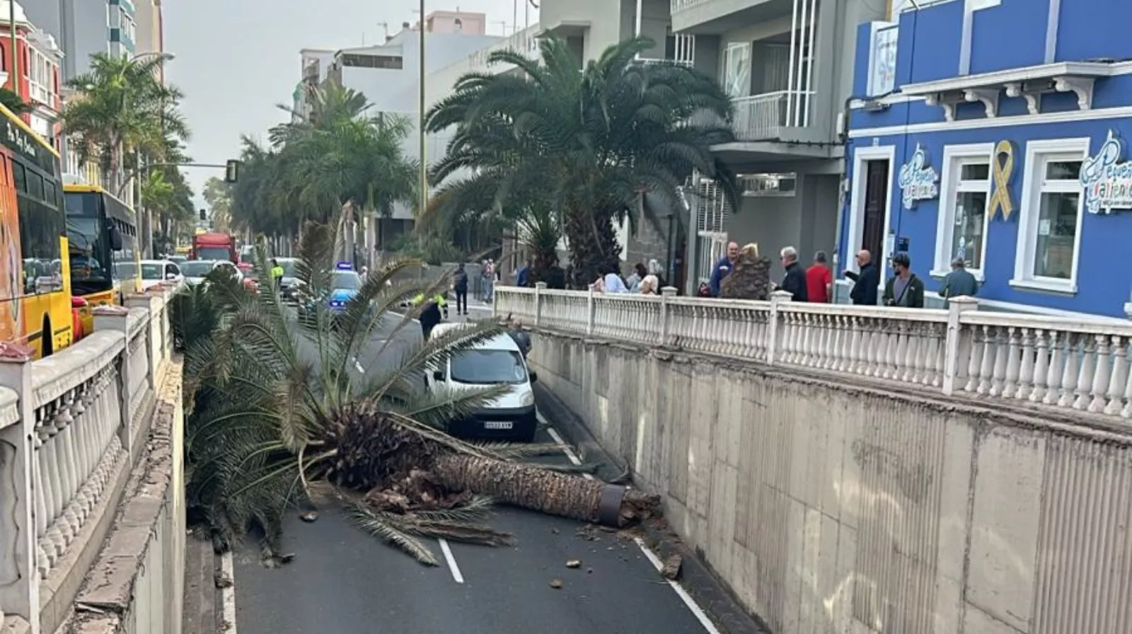 Caída de una palmera en la calle Bravo Murillo de Las Palmas./ 