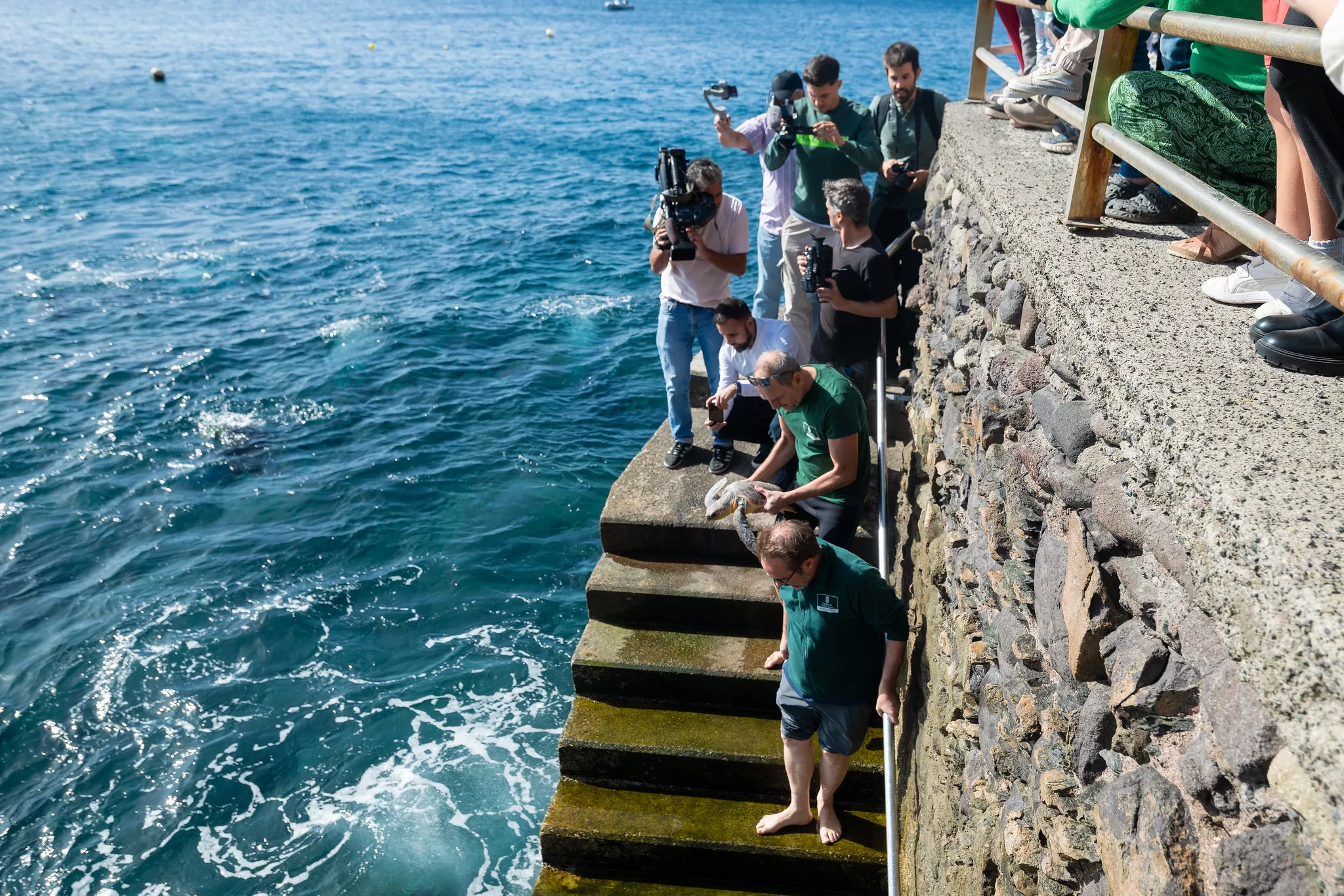 Liberan tortugas marinas en Gran Canaria con un dispositivo para estudiar el cambio climático. / AH