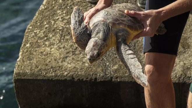 Uno de los ejemplares de tortuga liberados este martes en Gran Canaria. / ÁNGEL MEDINA G.-EFE