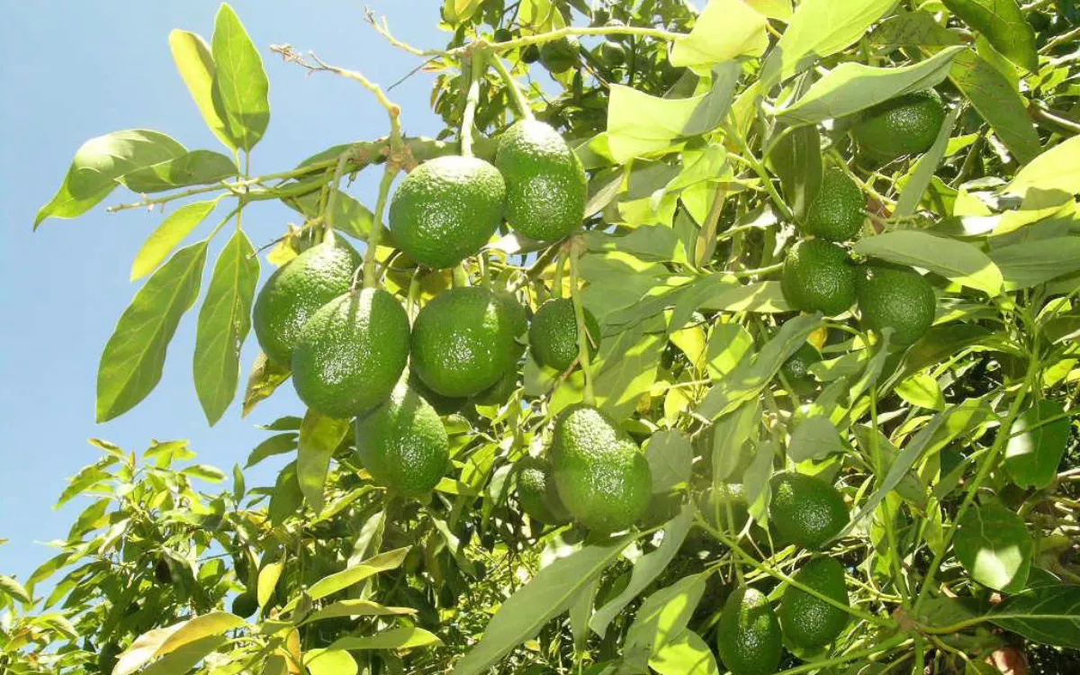 El aguacate canario, cerca de la gloria: puede ser el primero del mundo con sello de origen y calidad. / AH