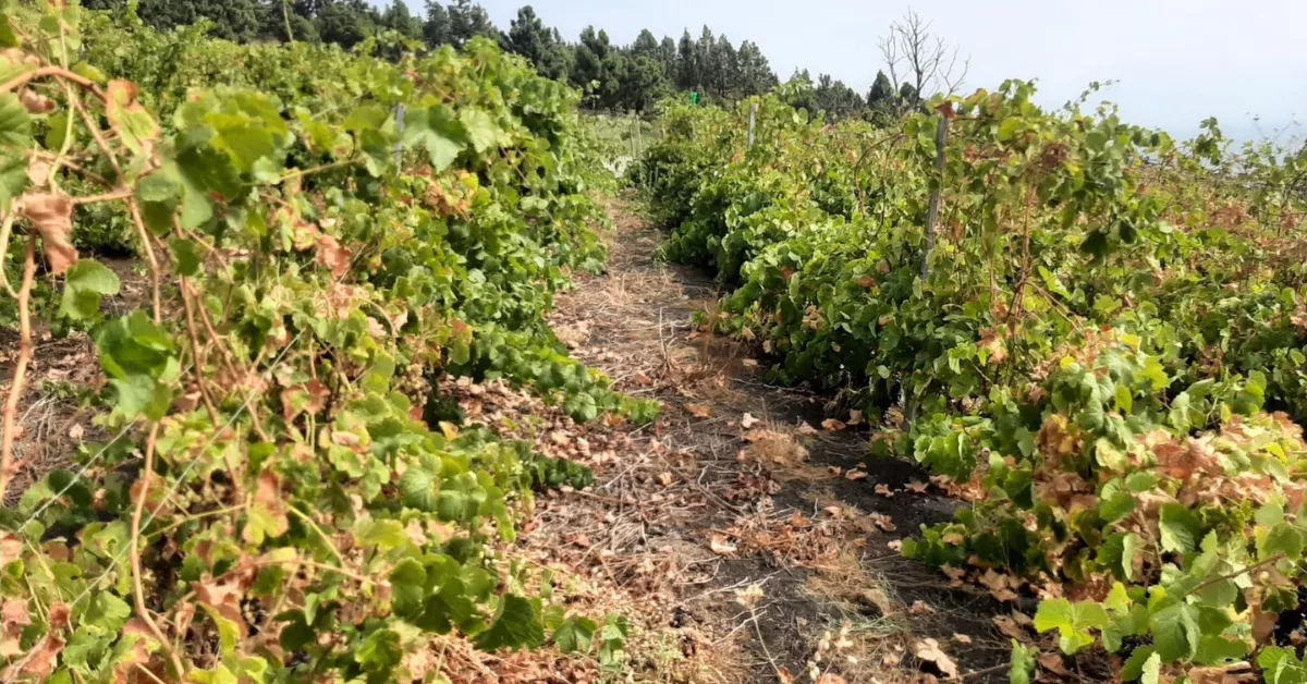 Viñas en Canarias cultivadas por agricultores./ CEDIDA