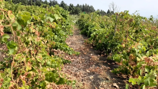 Viñas en Canarias cultivadas por agricultores./ CEDIDA