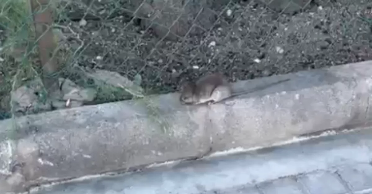 Imagen de una rata en la Avenida Marítima / AH