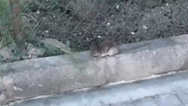 Imagen de una rata en la Avenida Marítima / AH Imagen de una rata en la Avenida Marítima / AH