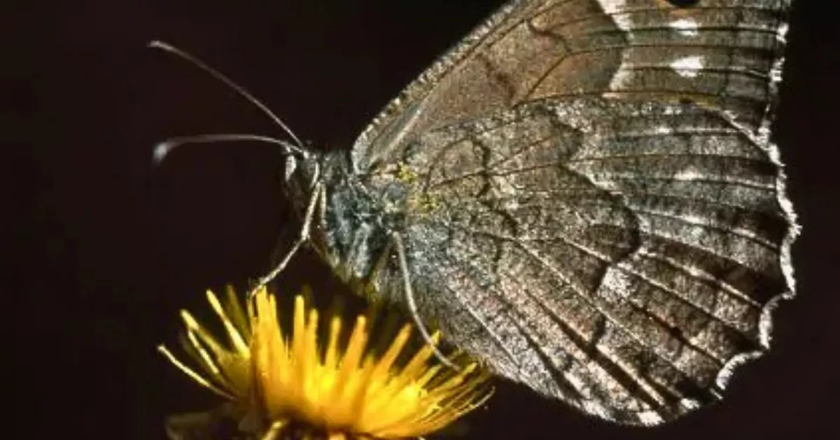 La "sátiro de El Hierro" es una especie endémica y en peligro crítico de extinción / MUSEOS DE TENERIFE