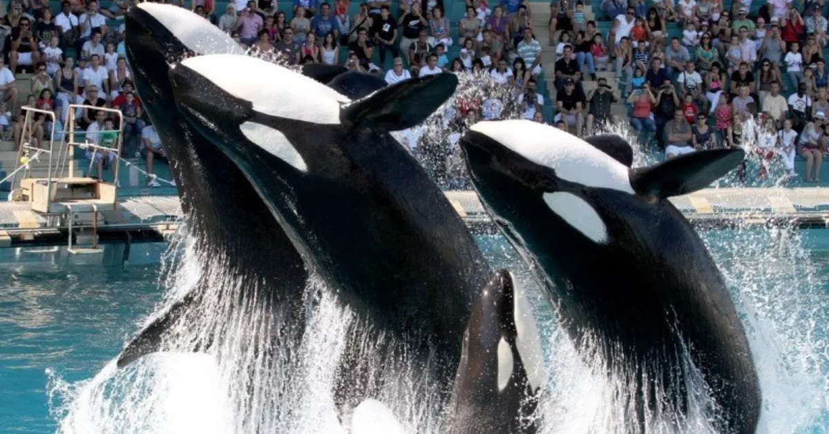 Espectáculo de orcas en el parque marino. 
