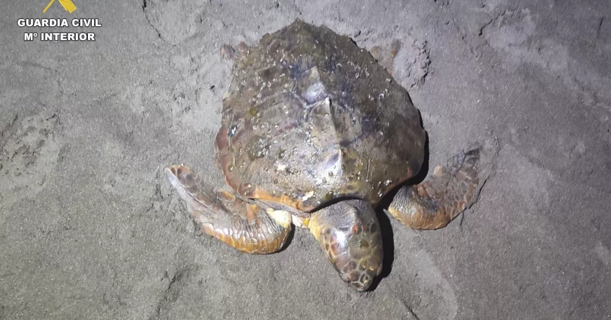 Tortuga boba rescatada por el Seprona en Telde./ CEDIDA