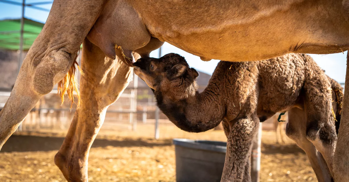 Una de las crías de camello canario nacidas en Fuerteventura / DROMEMILK