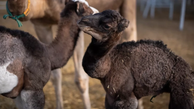 Una de las crías de camello canario nacidas en Fuerteventura / DROMEMILK Una de las crías de camello canario nacidas en Fuerteventura / DROMEMILK
