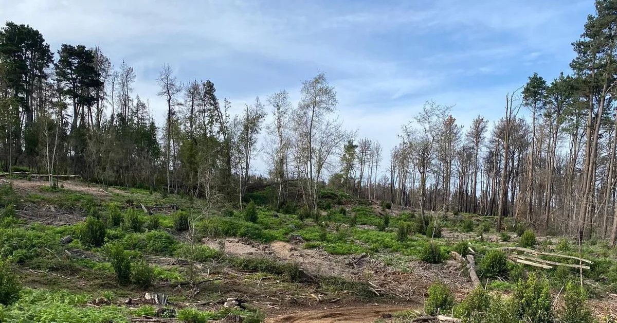 Talas en la zona de Ravelo, Tenerife. / CEDIDA - AH 