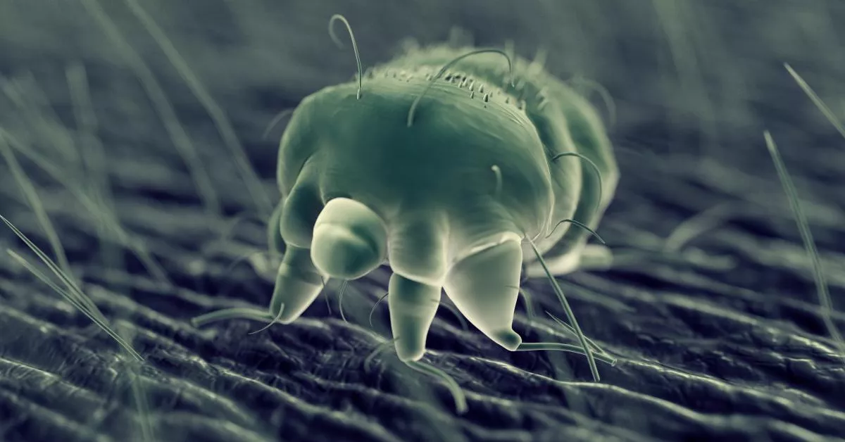 Ácaro arador de la sarna, que provoca escabiosis, como el brote que ha ocurrido en el Hospital la Santísima Trinidad del IASS en Icod de los Vinos (Tenerife)./ ARCHIVO