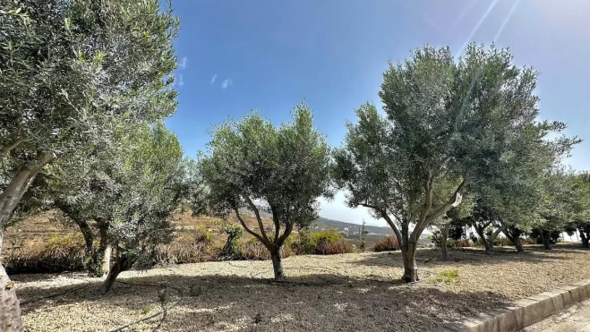 Olivos en Canarias. / GOBIERNO DE CANARIAS Olivos en Canarias. / GOBIERNO DE CANARIAS