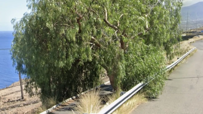 Imagen del árbol antes de su tala./ GOOGLE Imagen del árbol antes de su tala./ GOOGLE