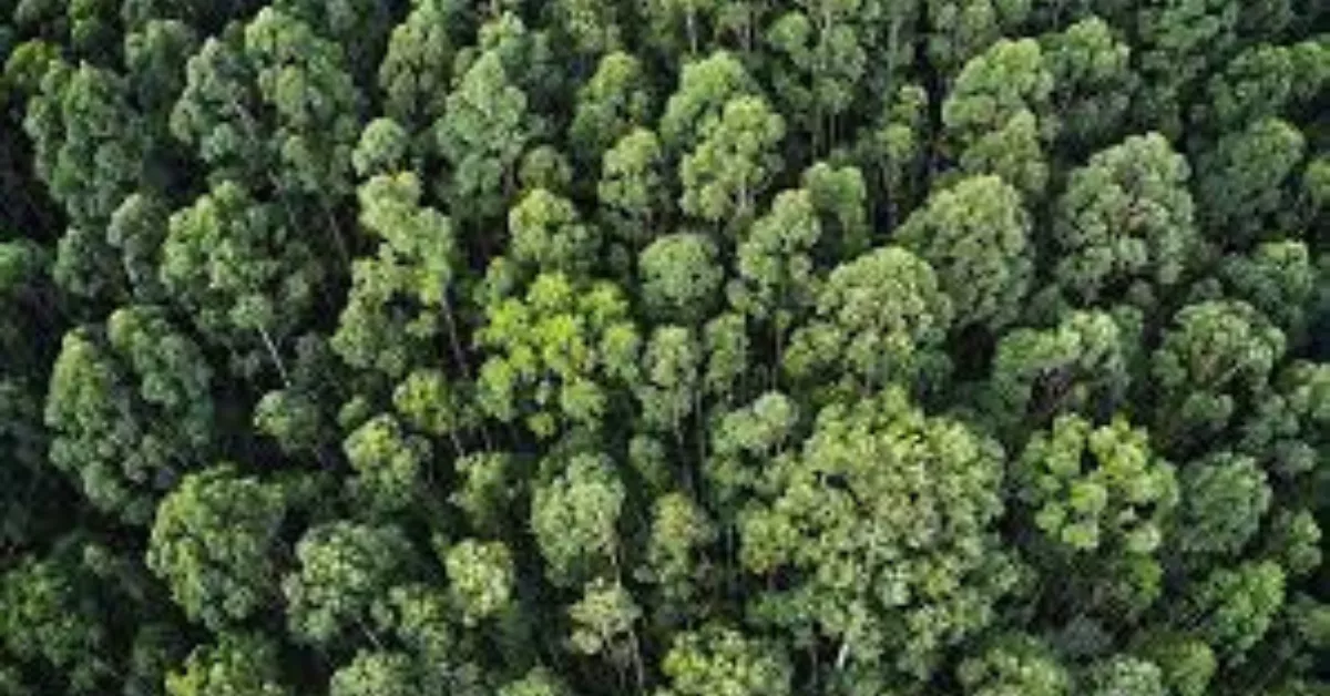 Árboles que actúan como sumidero de carbono./ ARCHIVO