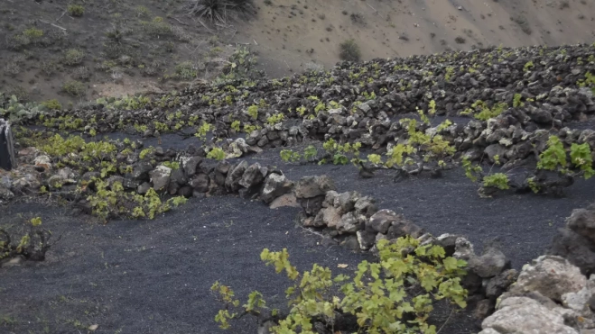 Cultivo de viña en enarenados / FÉNIX CANARIAS