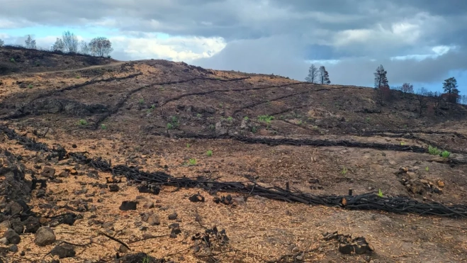 Fajinas para contención del suelo tras el incendio en Tenerife / FÉNIX CANARIAS