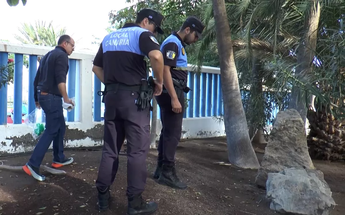 Alerta en Mogán: investigan envenenamiento de perros en Arguineguín. En la imagen, Rayco Guerra y agentes de la Policía Local en los parterres de la avenida Manuel Álamo Suárez (Carpintero de Ribera). / AH