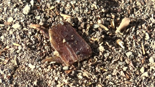 Embutido presuntamente envenado localizado ayer