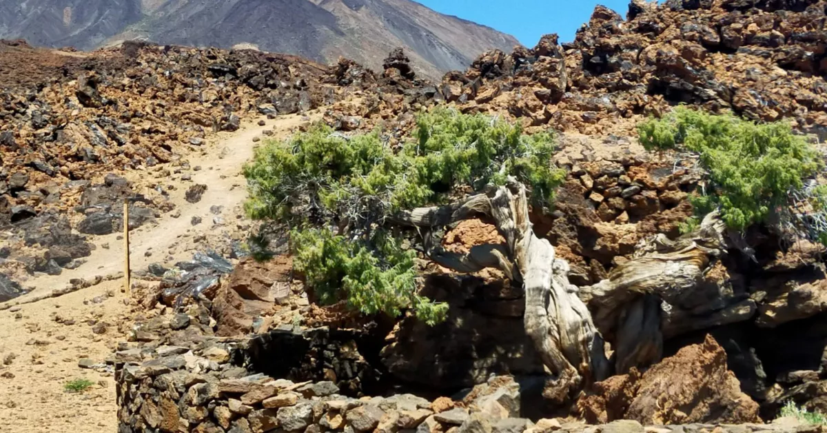 Cedro milenario del Teide, en Tenerife./ ARCHIVO