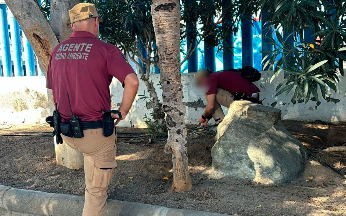 Alerta en Arguineguín: detectados 12 cebos con veneno para perros en la avenida Manuel Álamo Suárez. / AH