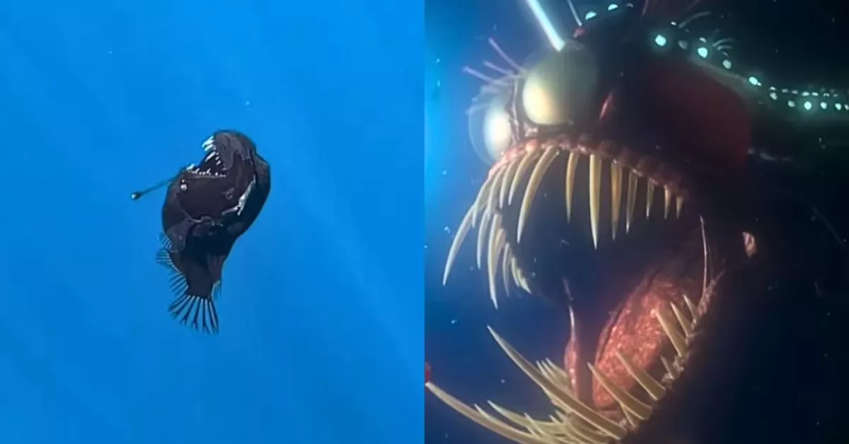Composición del diablo negro real y el de la película de 'Buscando a Nemo' / AH