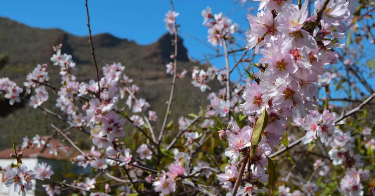Almendros en flor en Santiago del Teide, Tenerife / IRENE CARTAYA - AH