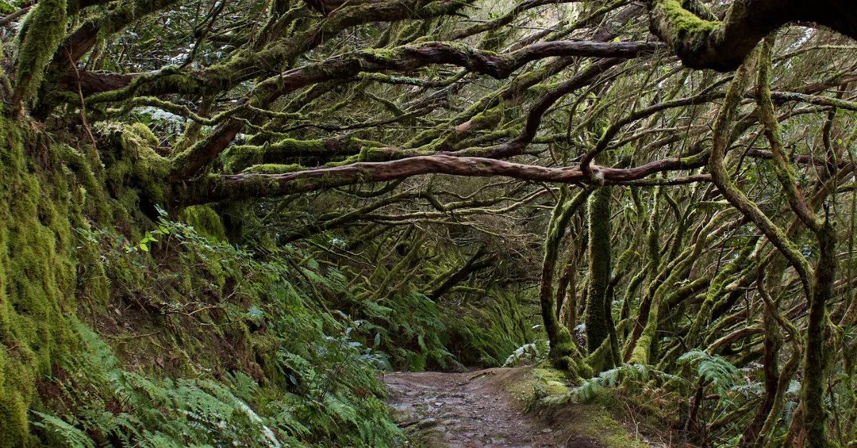 Imagen del Sendero de los Sentidos en Tenerife / UNSPLASH