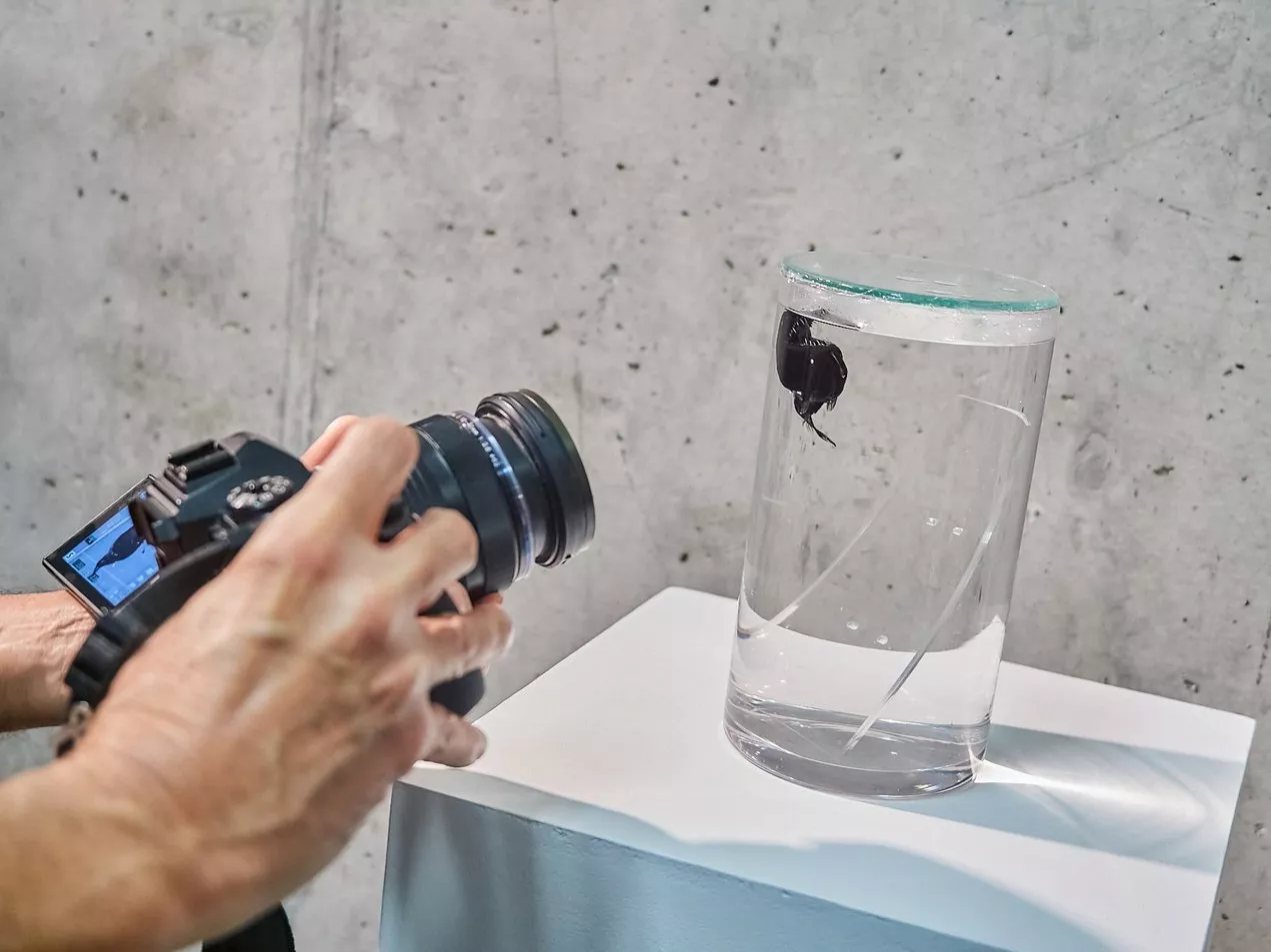 Pez diablo negro, conservado en alcohol en el Museo de Naturaleza y Arqueología de Tenerife. /MUNA