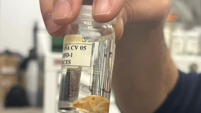 Ejemplar de 'Melanocetus johnsonii' conservado en el MUNA desde 2005. /Beatriz de Vera Ejemplar de 'Melanocetus johnsonii' conservado en el MUNA desde 2005. /Beatriz de Vera