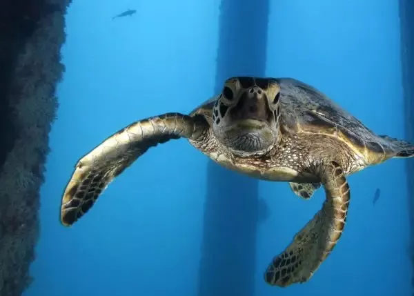 Tortuga verde nadando. /Animalia