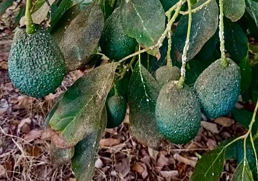 Imagen del aguacate en Canarias. / CONSEJERÍA DEL SECTOR PRIMARIO GOBIERNO DE CANARIAS