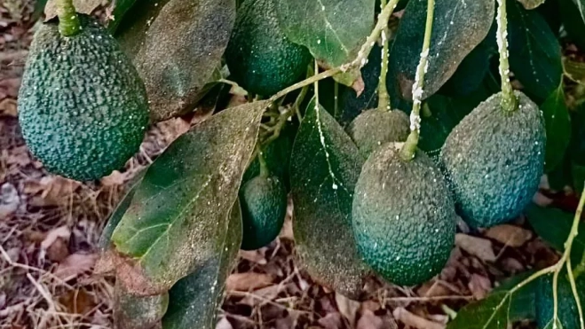 Imagen del aguacate en Canarias. / CONSEJERÍA DEL SECTOR PRIMARIO GOBIERNO DE CANARIAS