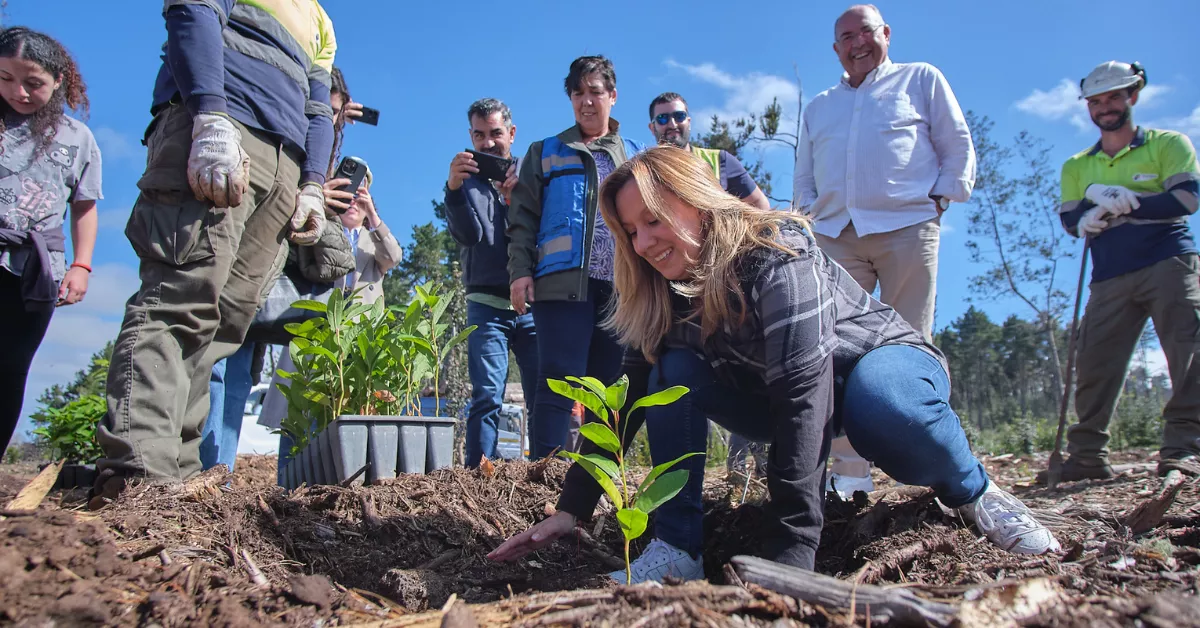 Rosa Dávila, presidenta del Cabildo de Tenerife, participa en la repoblación de los bosques del norte de Tenerife que ardieron con el gran incendio de 2023./ CEDIDA
