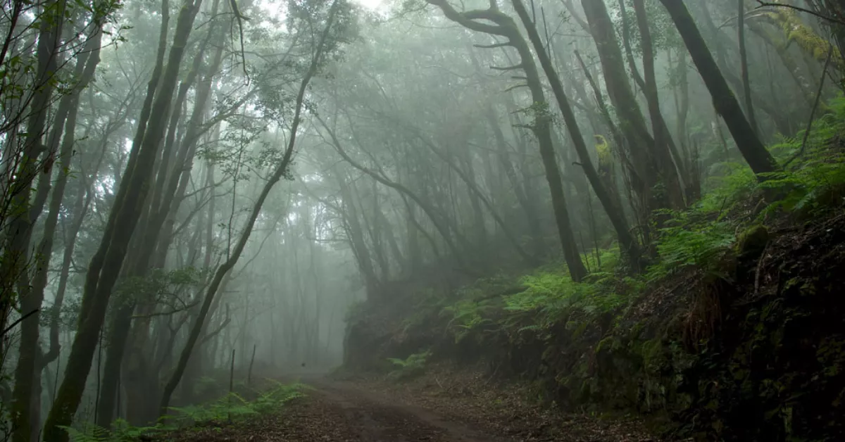 Sendero por el bosque de laurisilva del Garajonay en La Gomera / GOBIERNO DE CANARIAS