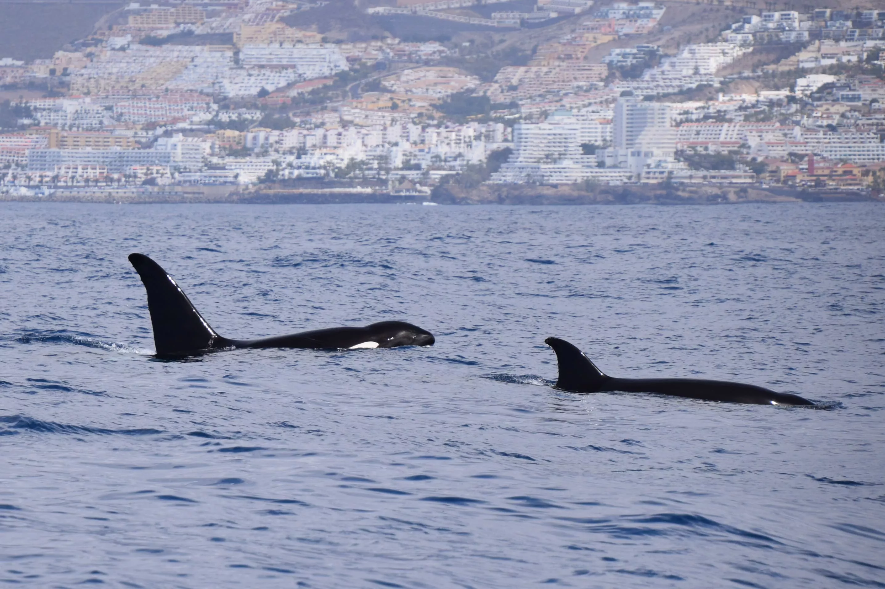 Dos orcas avistadas al suroeste de Tenerife. Bonadea2