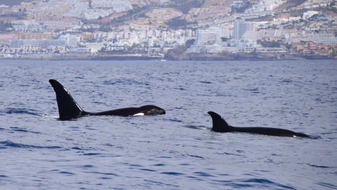 Dos orcas avistadas al suroeste de Tenerife. Bonadea2