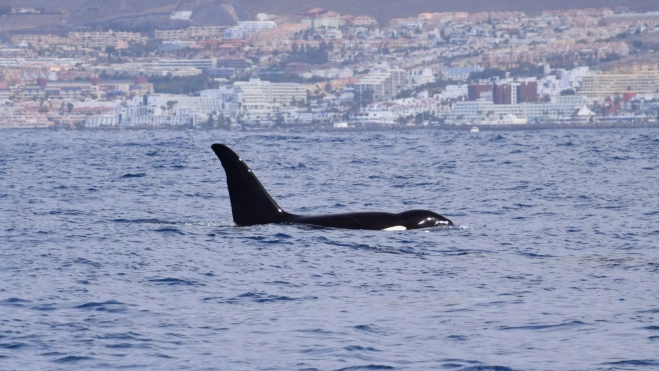 Una de las orcas avistadas al suroeste de Tenerife. /Bonadea2