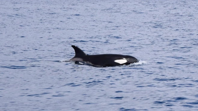Orca avistada al suroeste de Tenerife. /Bonadea2