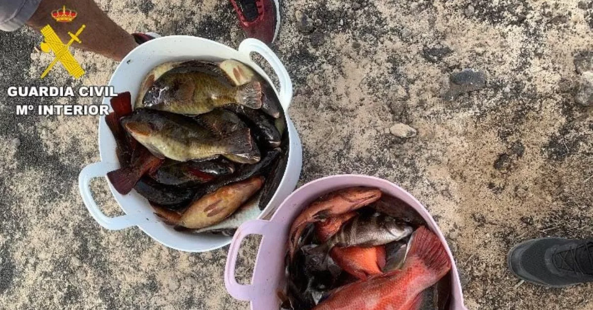 Imagen de los pescados incautados / GUARDIA CIVIL