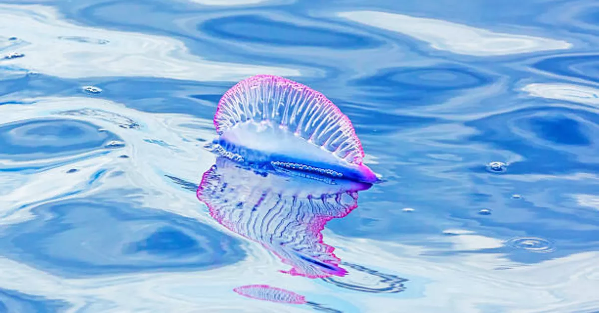 Carabela portuguesa como la localizada en Las Teresitas./ ARCHIVO