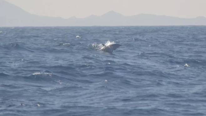 Delfines en la costa de Fuerteventura. /Gonzalo Caro / Flickr