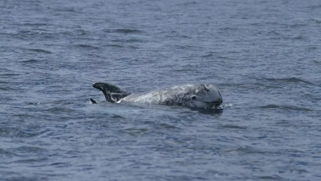 Calderón gris. /SECAC