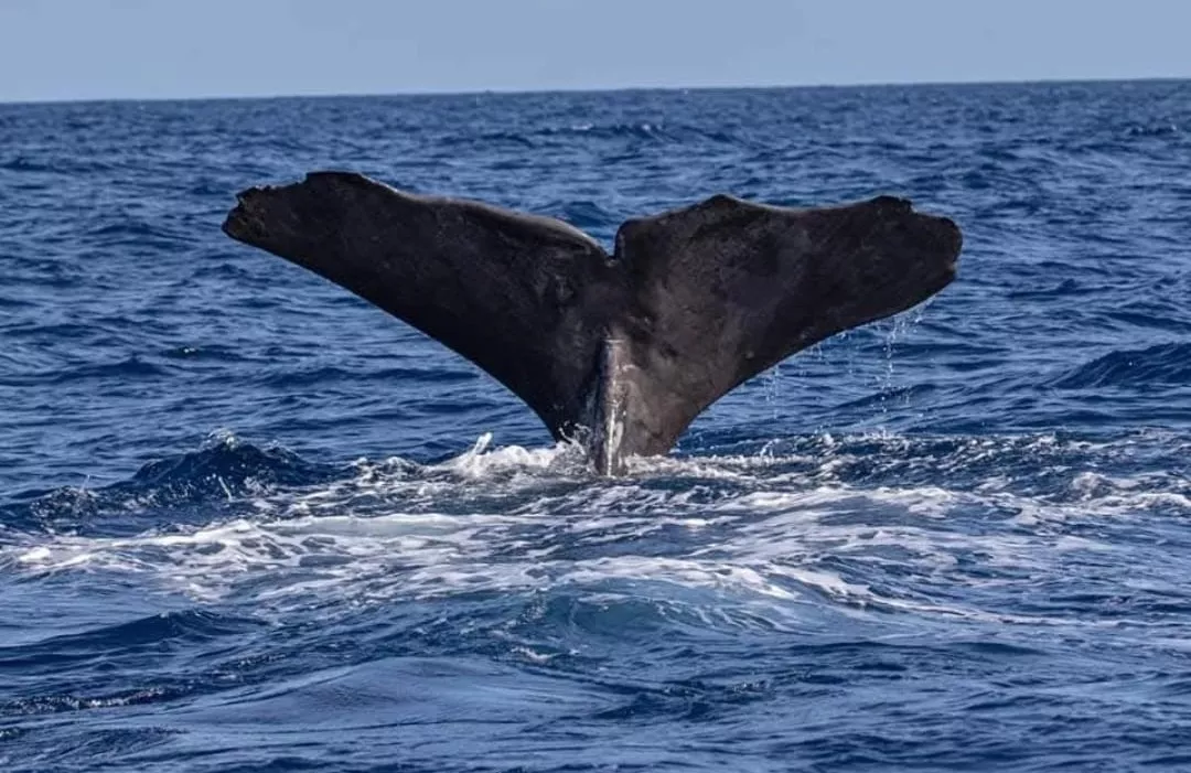 Aleta de cachalote que sirve para identificar a los individuos. /SECAC