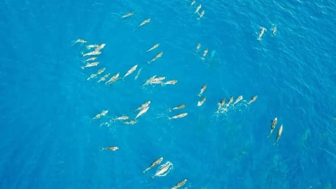 Grupo de delfines grabado con dron. /SECAC