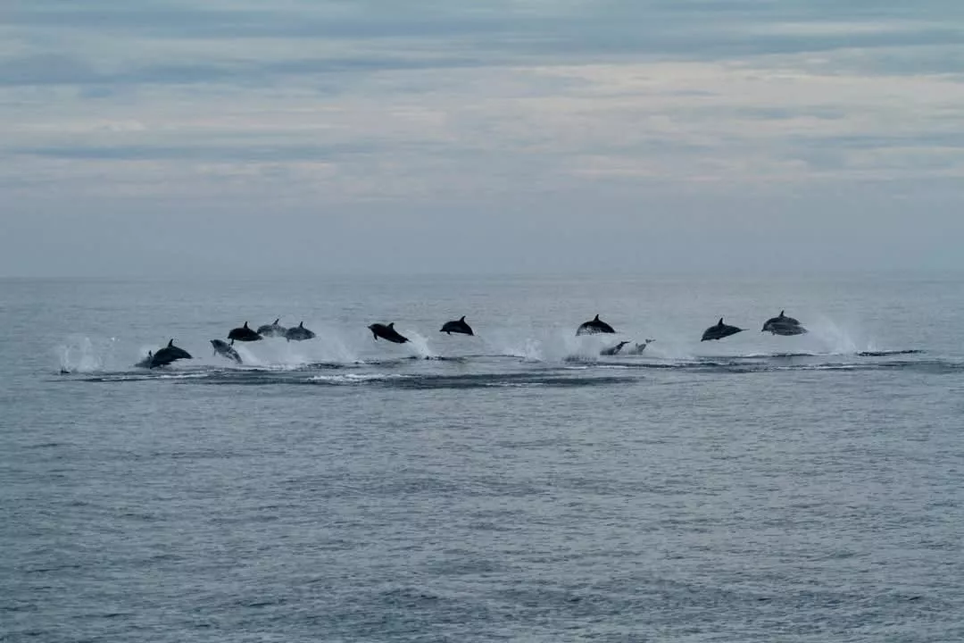 Grupo de delfines listados. /SECAC