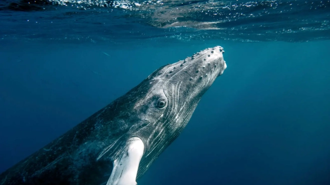 Ballena yubarta. /Animalia
