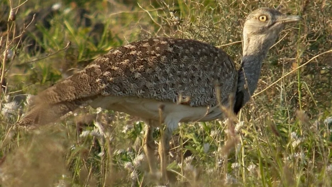 Avutarda hubara africana. /Seo Bird Life Avutarda hubara africana. /Seo Bird Life