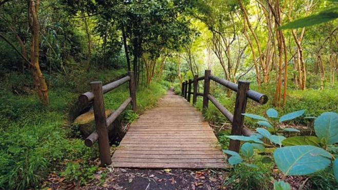 Ruta de Los Tilos de Moya / CABILDO DE GRAN CANARIA