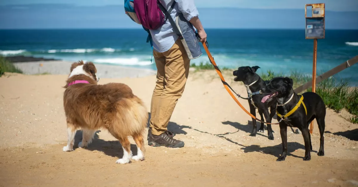 Imagen de unos perros con su dueño en la playa / PEXELS